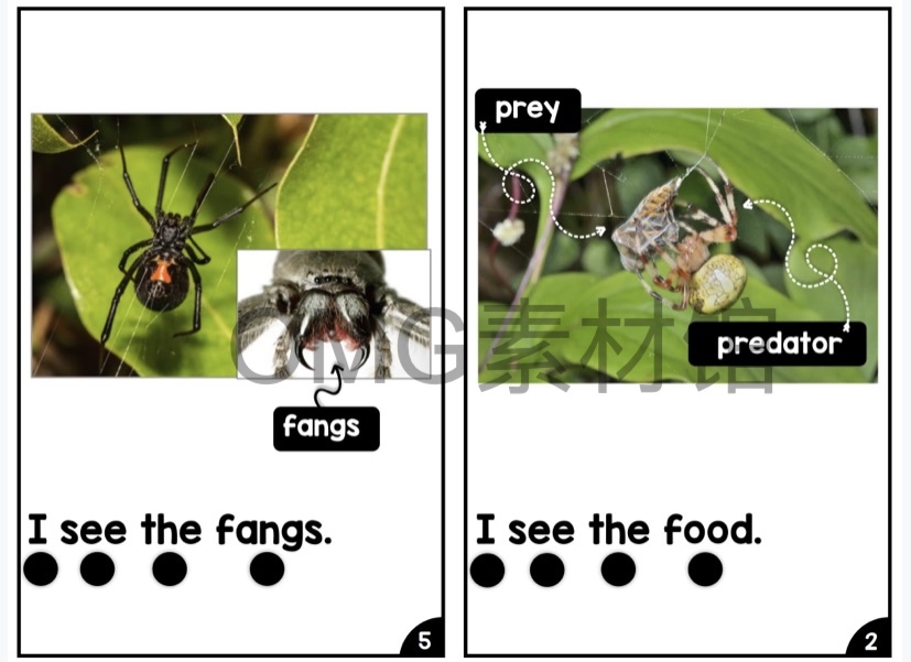 Nonfiction Readers (Levels A-D)Set 1 Animal Topics_inside_03.jpg