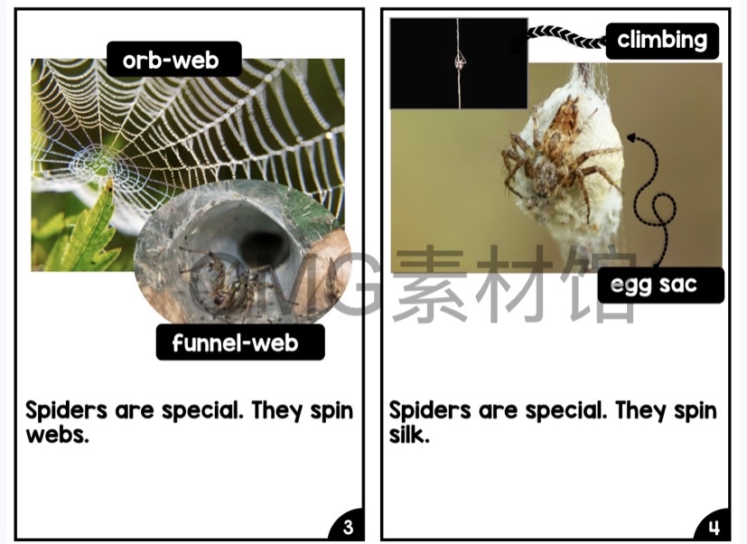 Nonfiction Readers (Levels A-D)Set 1 Animal Topics_inside_08.jpg