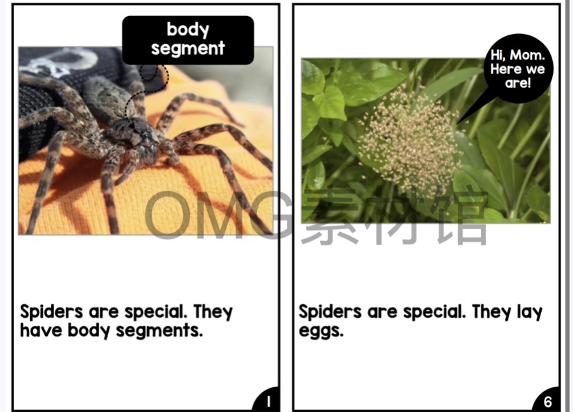 Nonfiction Readers (Levels A-D)Set 1 Animal Topics_inside_06.jpg