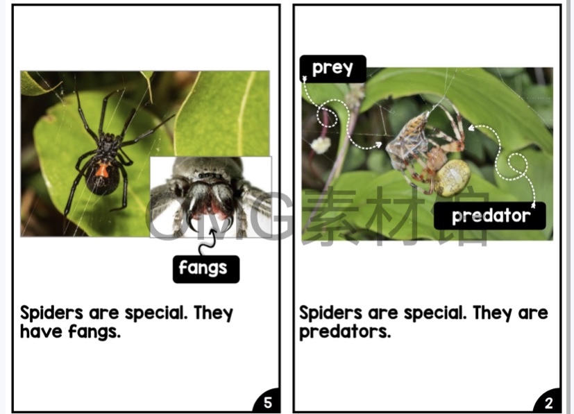 Nonfiction Readers (Levels A-D)Set 1 Animal Topics_inside_07.jpg