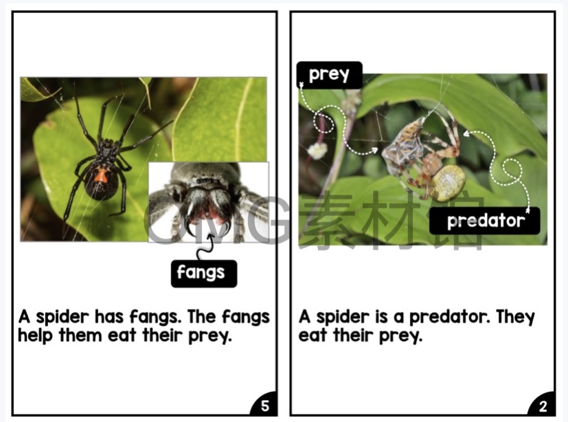 Nonfiction Readers (Levels A-D)Set 1 Animal Topics_inside_12.jpg