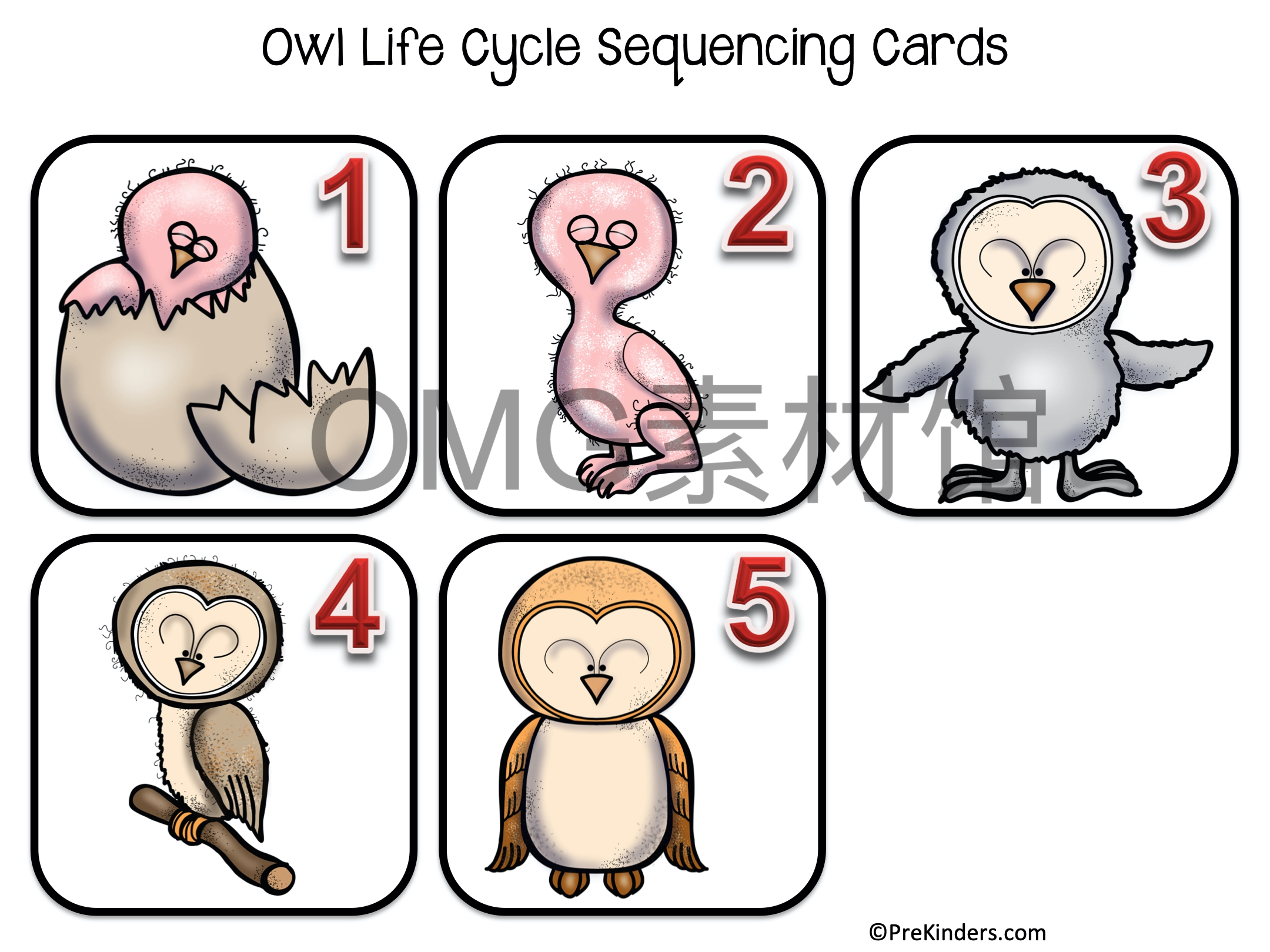 1.Owl Life Cycle _ Fall Science _ Preschool Pre-K_inside_04.jpg