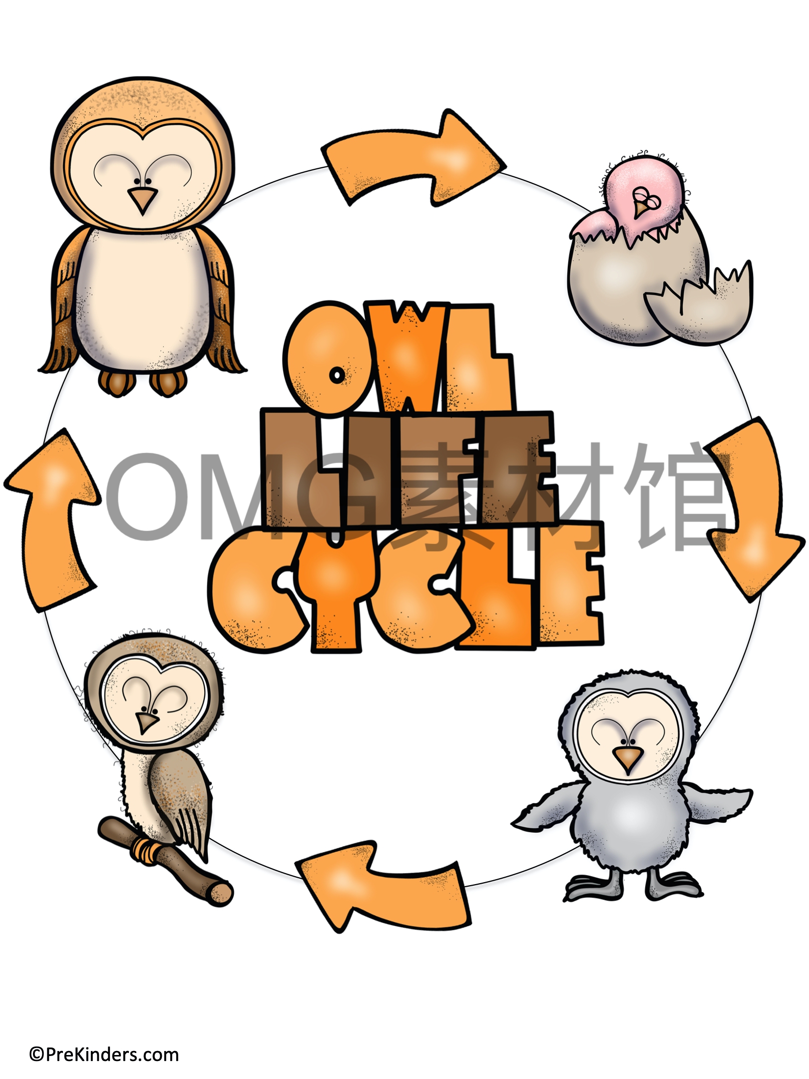 1.Owl Life Cycle _ Fall Science _ Preschool Pre-K_inside_01.jpg