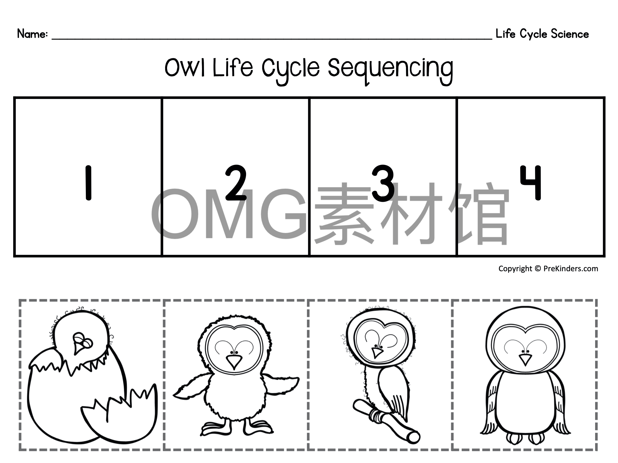 1.Owl Life Cycle _ Fall Science _ Preschool Pre-K_inside_06.jpg
