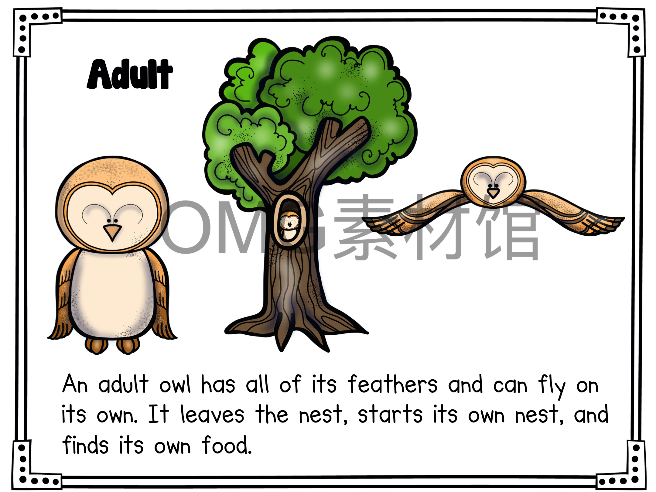 1.Owl Life Cycle _ Fall Science _ Preschool Pre-K_inside_19.jpg