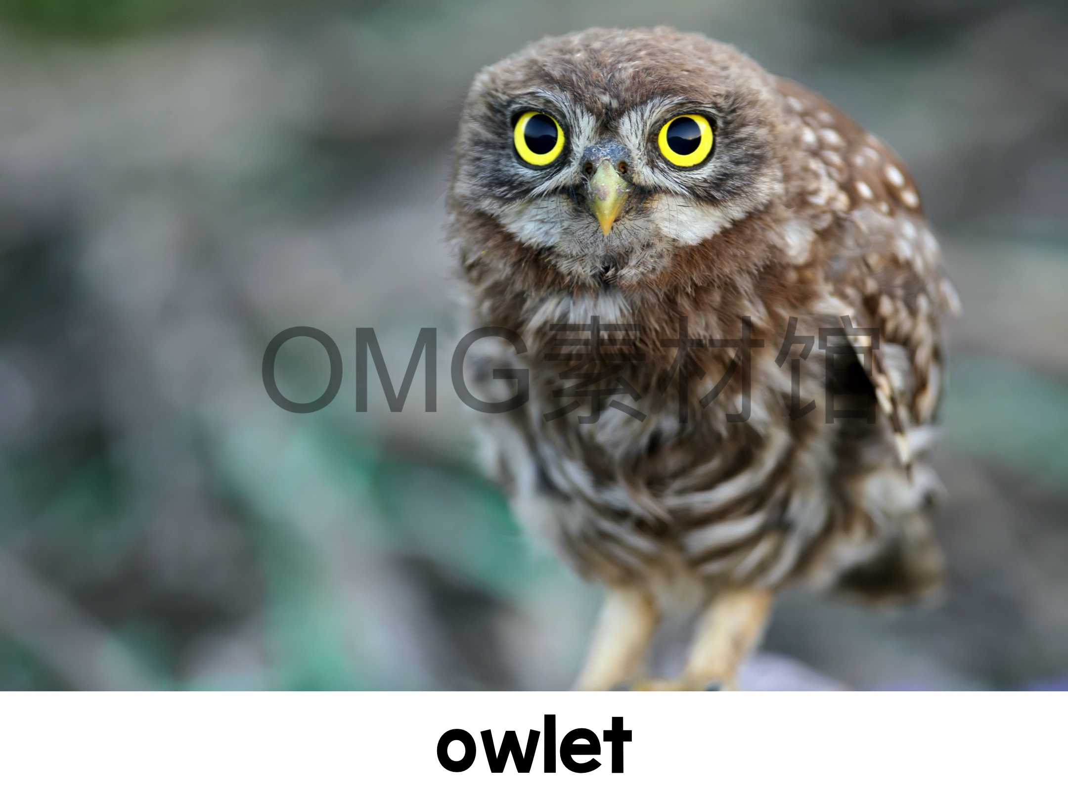 1.Owl Life Cycle _ Fall Science _ Preschool Pre-K_inside_22.jpg