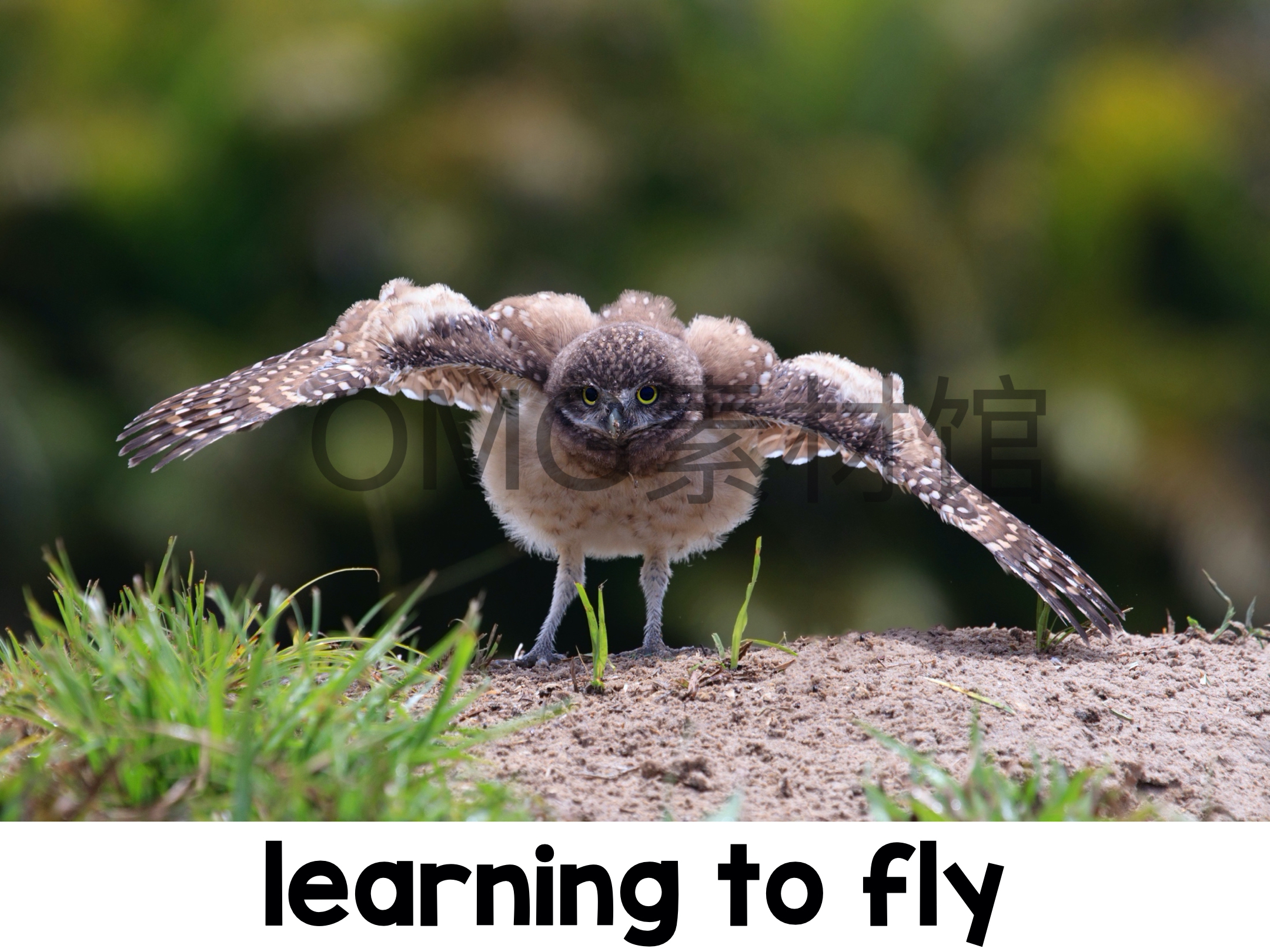 1.Owl Life Cycle _ Fall Science _ Preschool Pre-K_inside_24.jpg