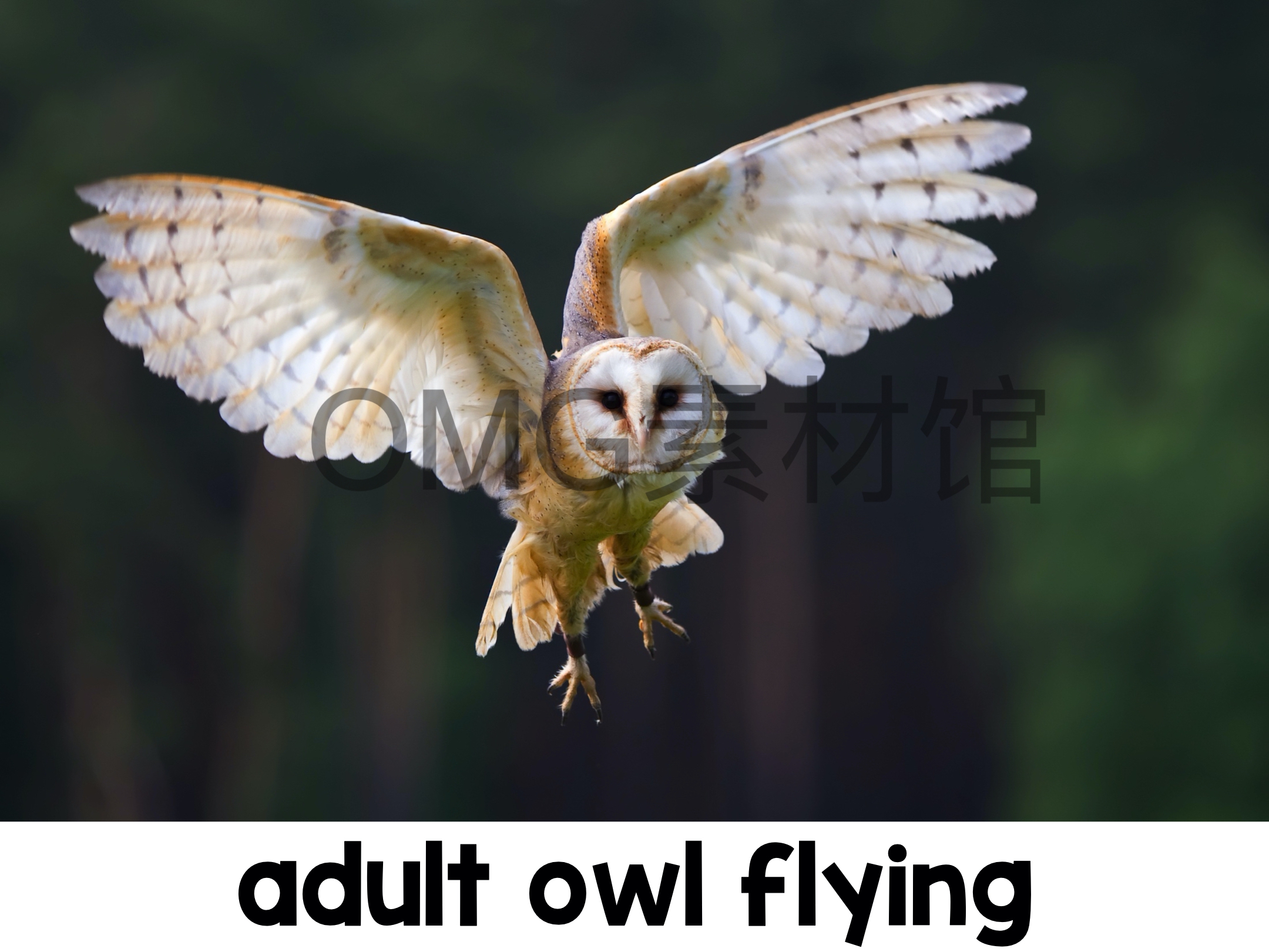 1.Owl Life Cycle _ Fall Science _ Preschool Pre-K_inside_26.jpg