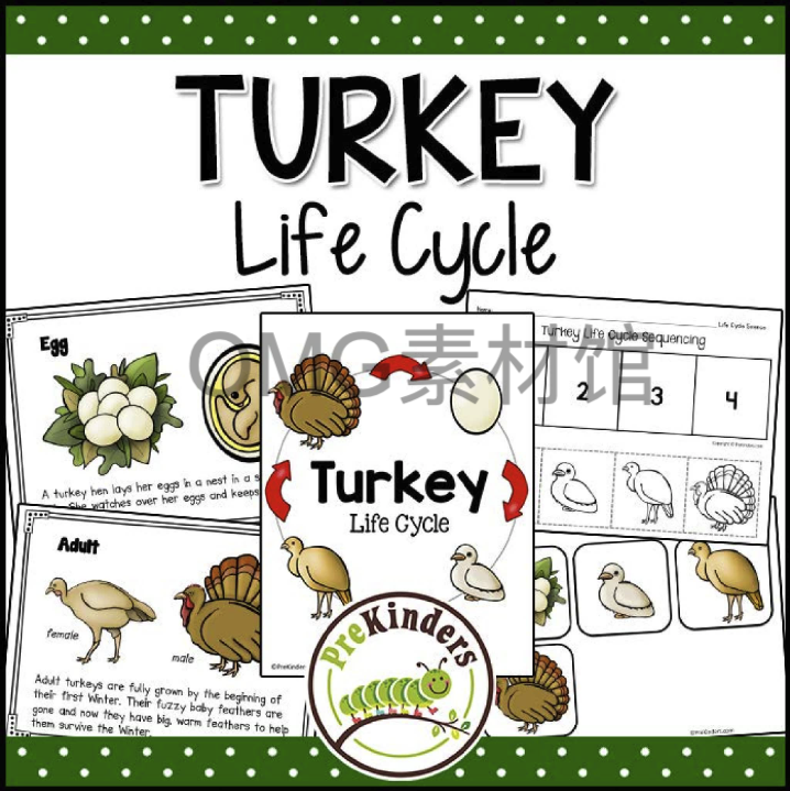 4.Turkey Life Cycle _ Thanksgiving Science _ Preschool Pre-K_cover.png